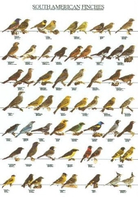 American Finches