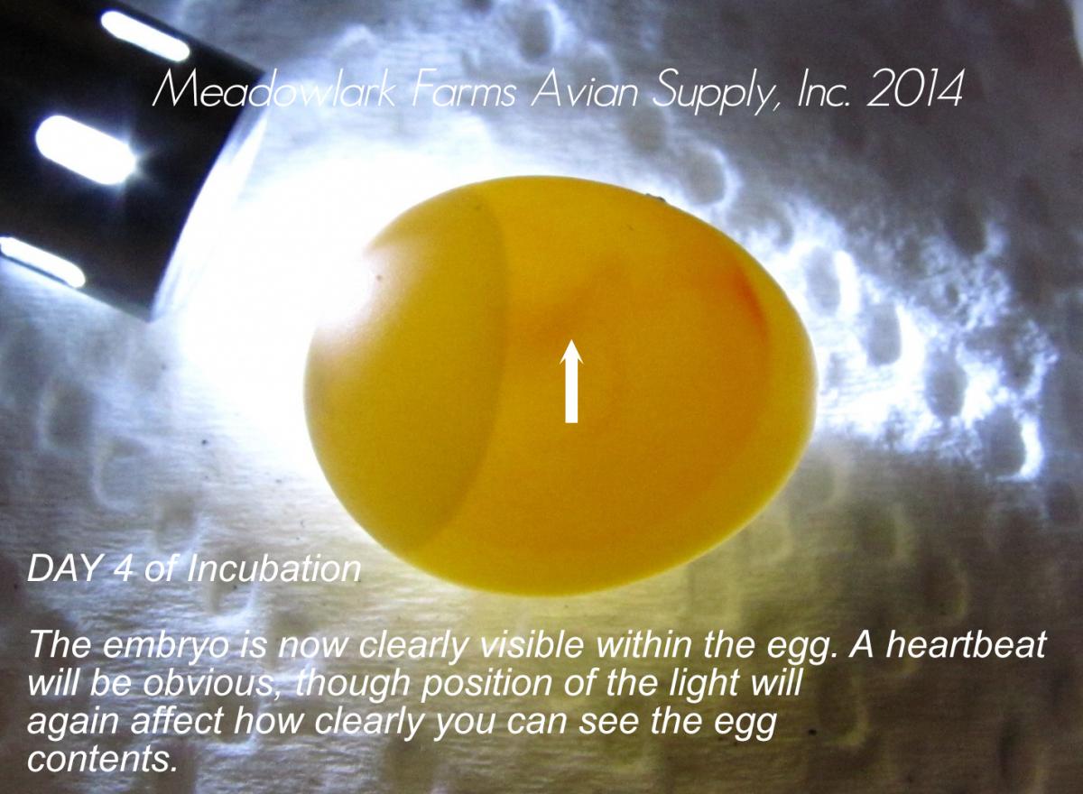 Bird Egg Incubation Chart