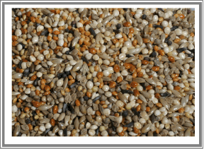 gouldian finch breeding seed mix