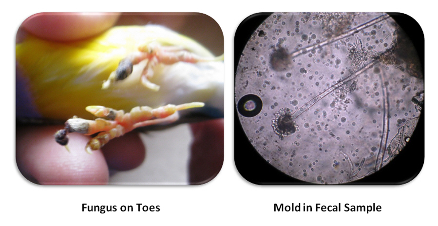 Fungus%20Mold.jpg