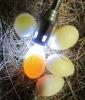High intensity LED light egg candler