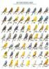 This option contains Zebra, Bengalese, European and Australian Finches as well as Budgerigars and Cockatiels. All posters are $16.95 each