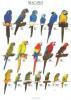 This option contains the larger species - Pigeons 1 & 2, Macaws, Cockatoos, Greys and Amazon Parrots. All posters are $16.95 each