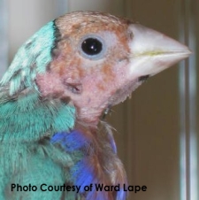 why is my gouldian bald laraine mcginnis laraine s why is my gouldian bald laraine mcginnis laraine s